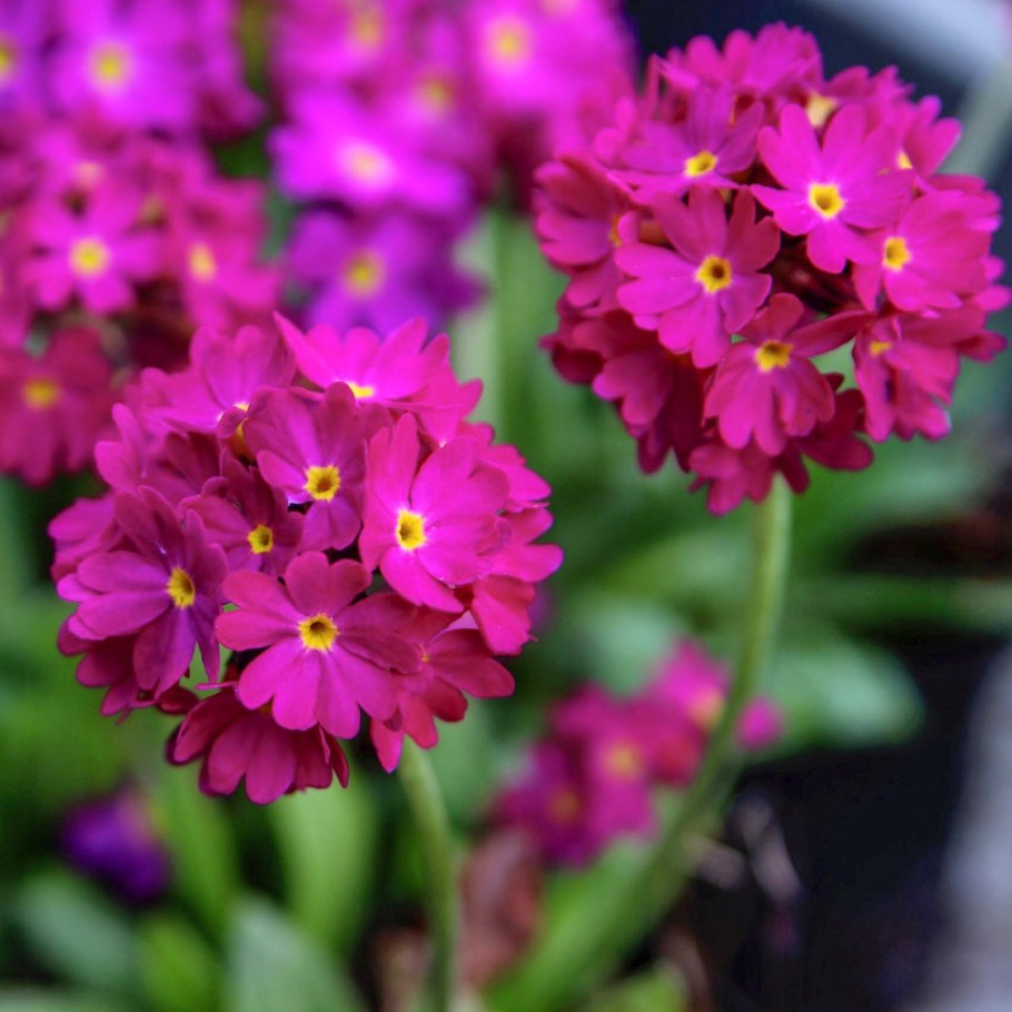 Примула мелкозубчатая Кашмериана