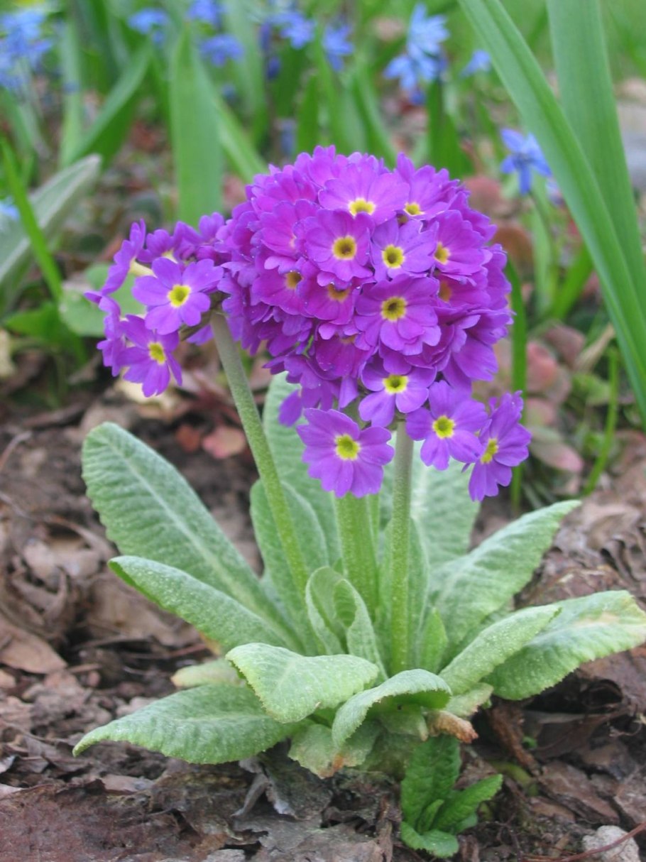 Примула rosea