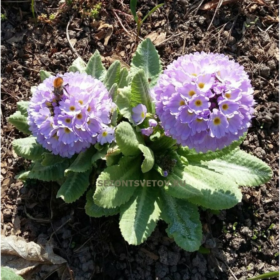 Примула мелкозубчатая Лилак