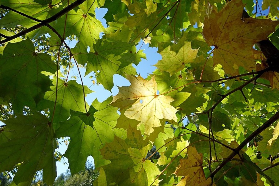 Лист клена фото