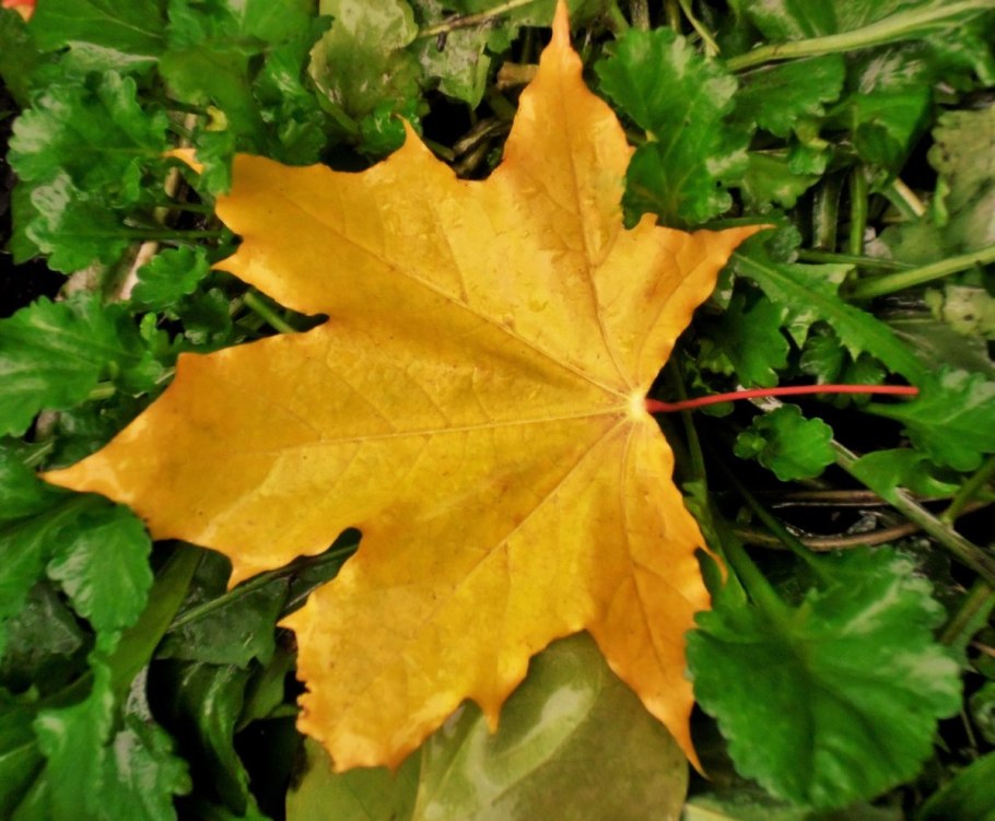 Клен канадский остролистный