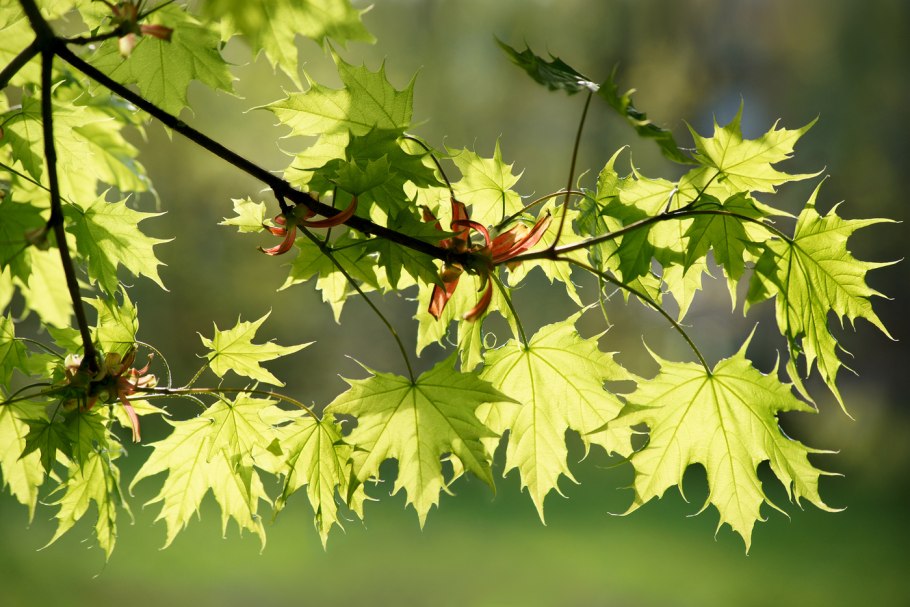 Клен весной