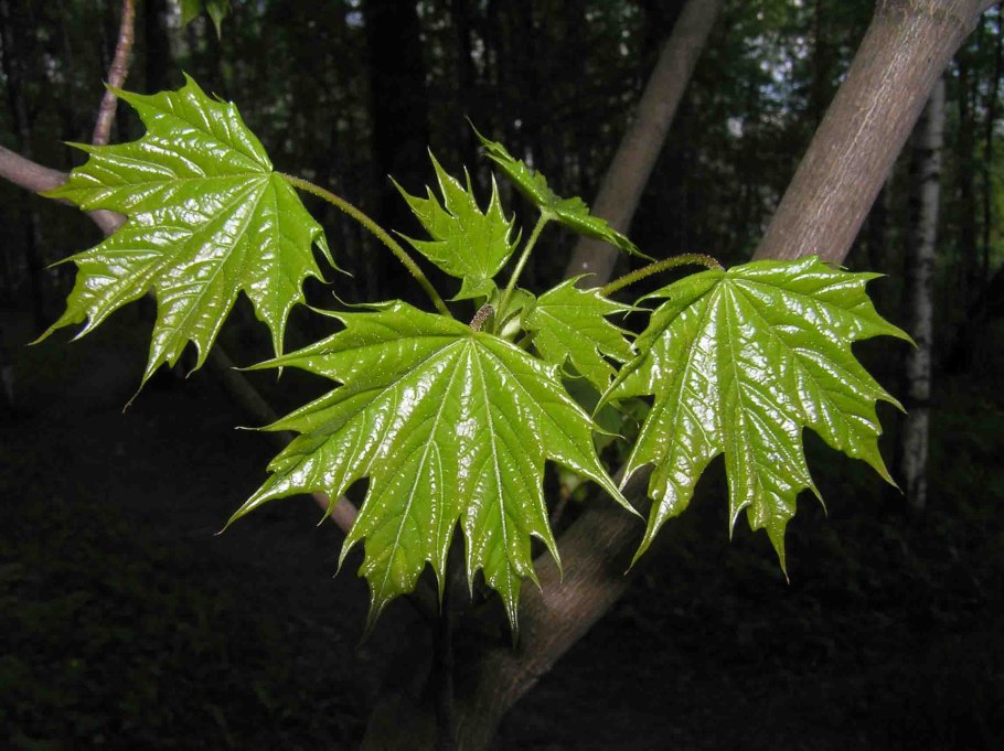 Лист клена и дерево клен