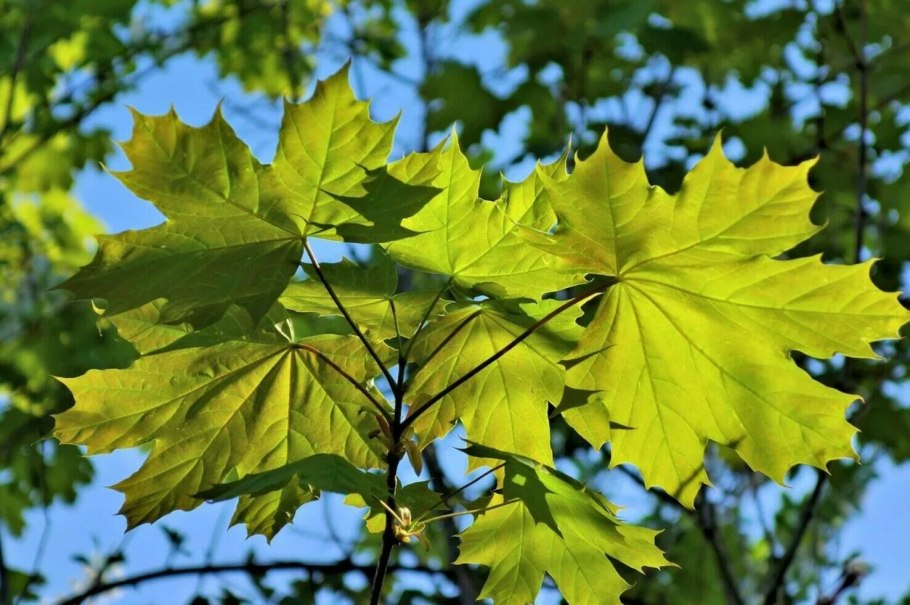 Клен и лист клена