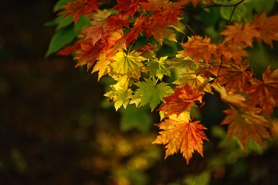 Клен сахарный остролистный