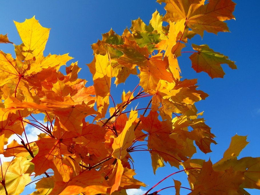 Клен остролистный зеленый