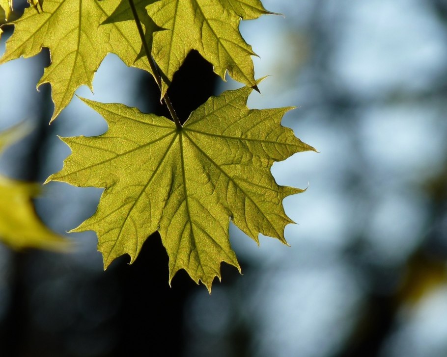 Клен остролистный лист