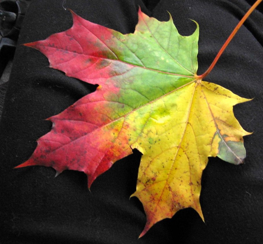 Листья деревьев клен