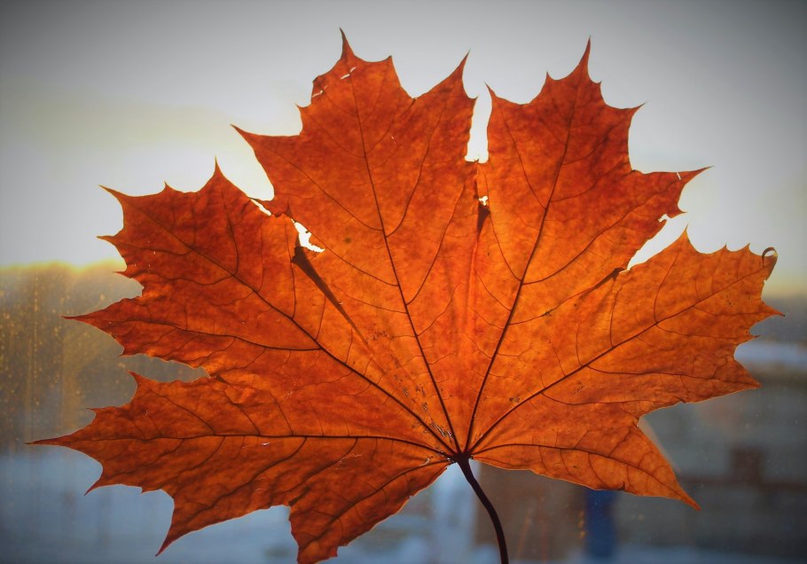 Раскудрявый клён