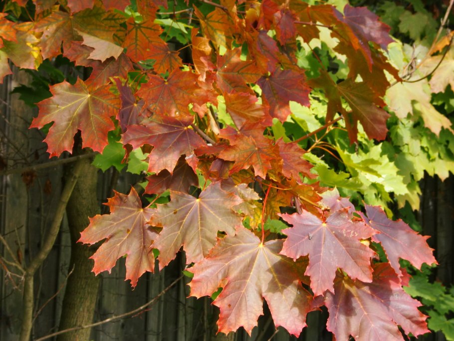 Клен серебристый Acer saccharinum лист