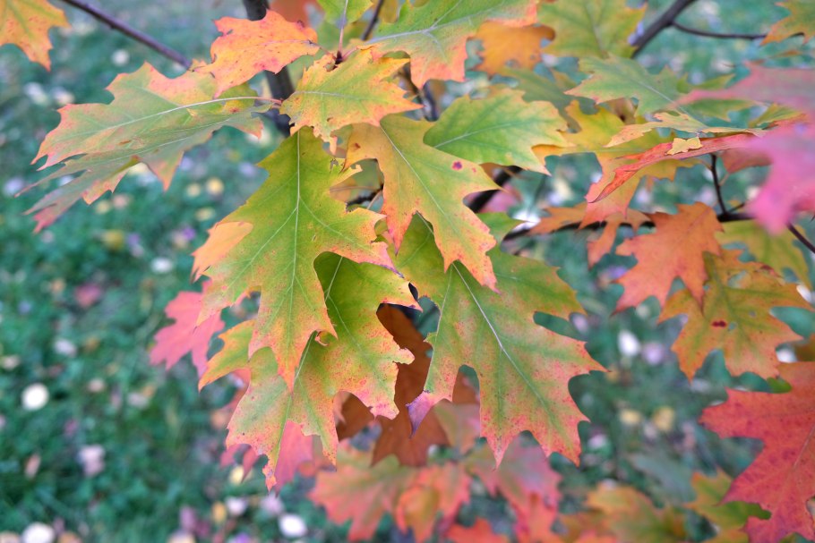 Широколиственный лес клен