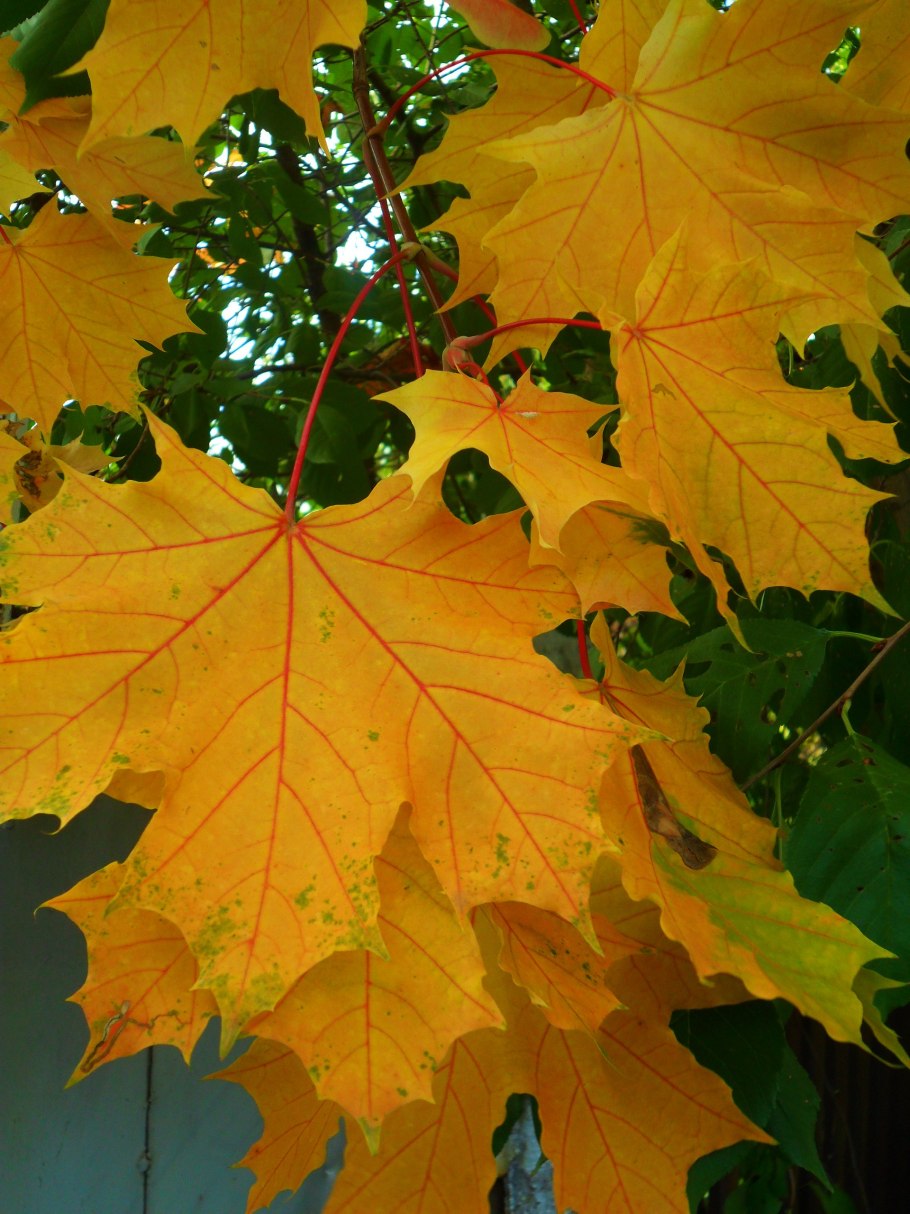 Клен сахарный лист