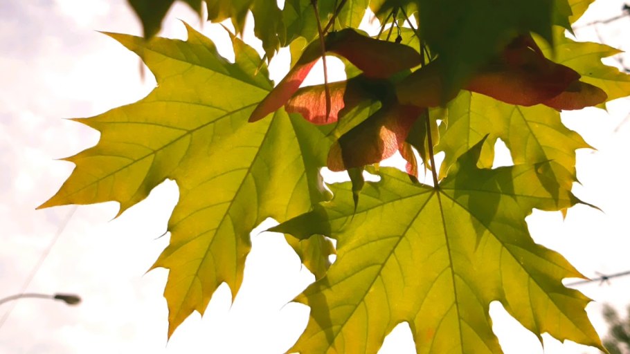 Клен и кленовый лист