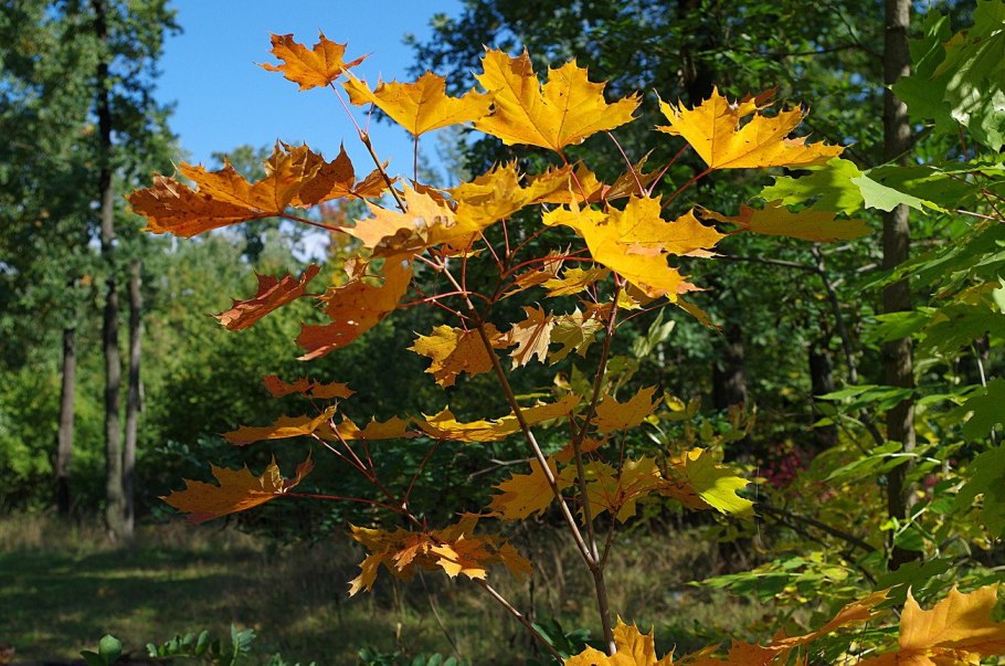 Клен полевой Acer Campestre