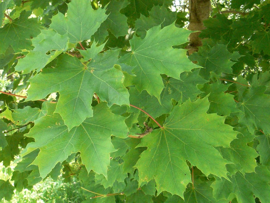 Клен канадский остролистный