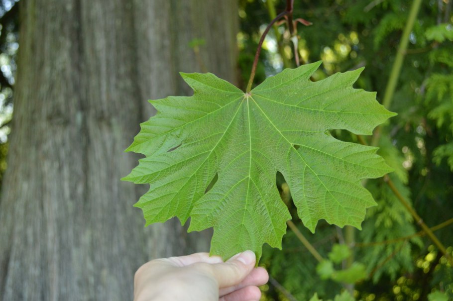 Клен Явор осенью