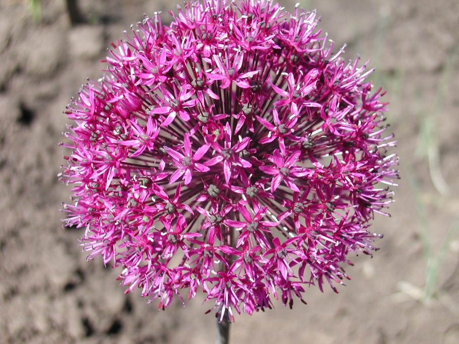 Аллиум rosenbachianum