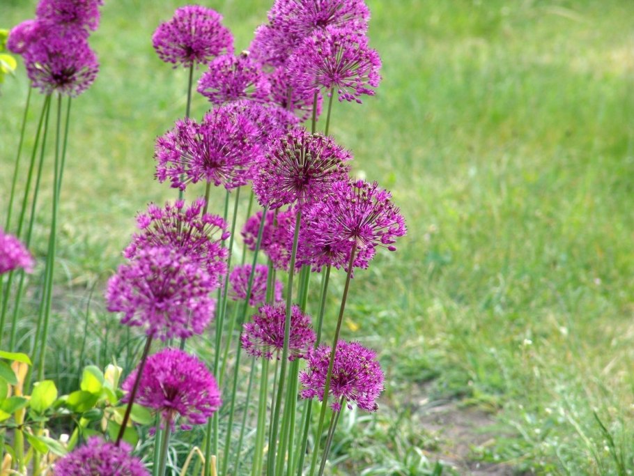 Аллиум Христофа Allium