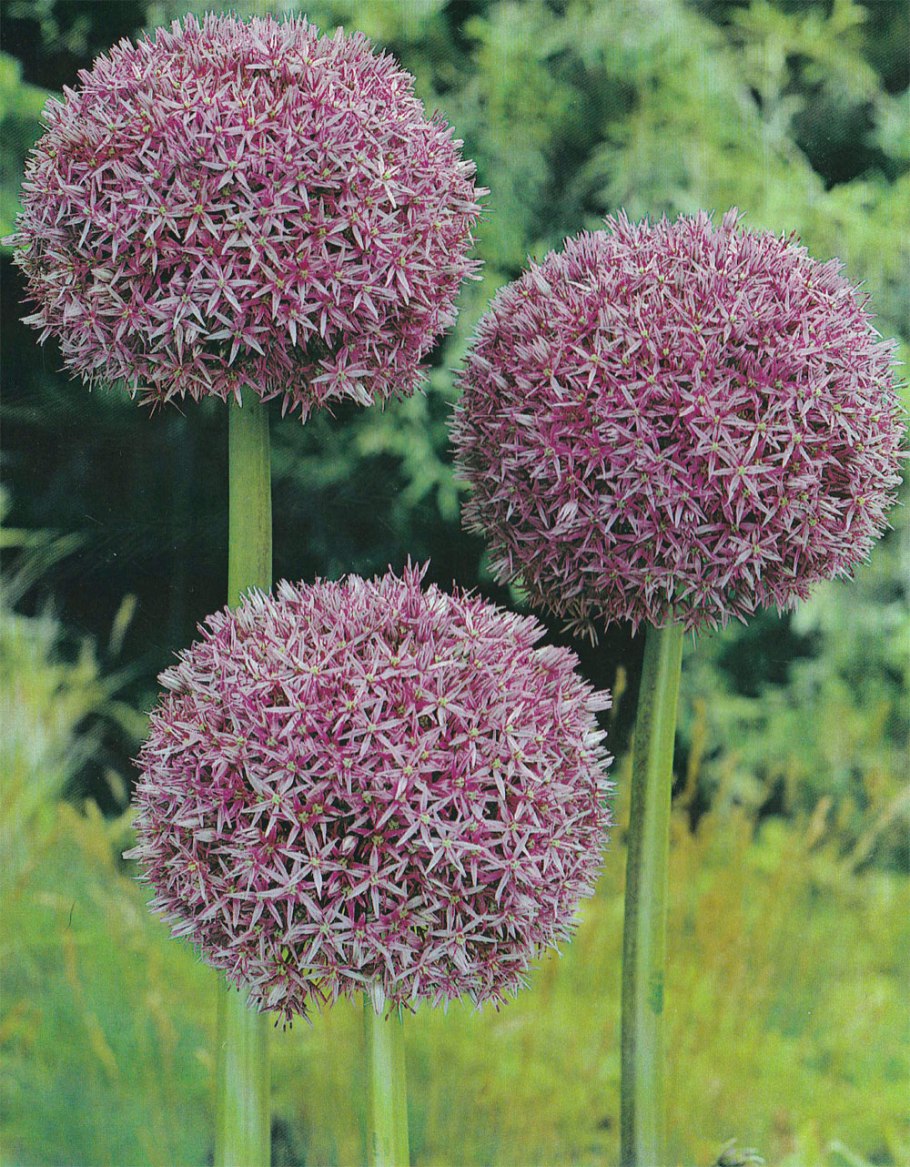 Лук ложнорозенбахов