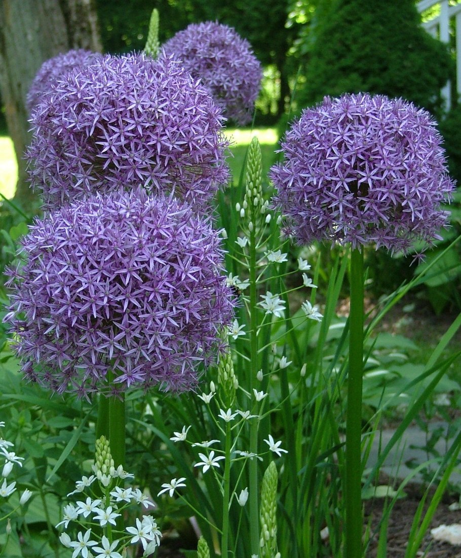 Лук афлатунский