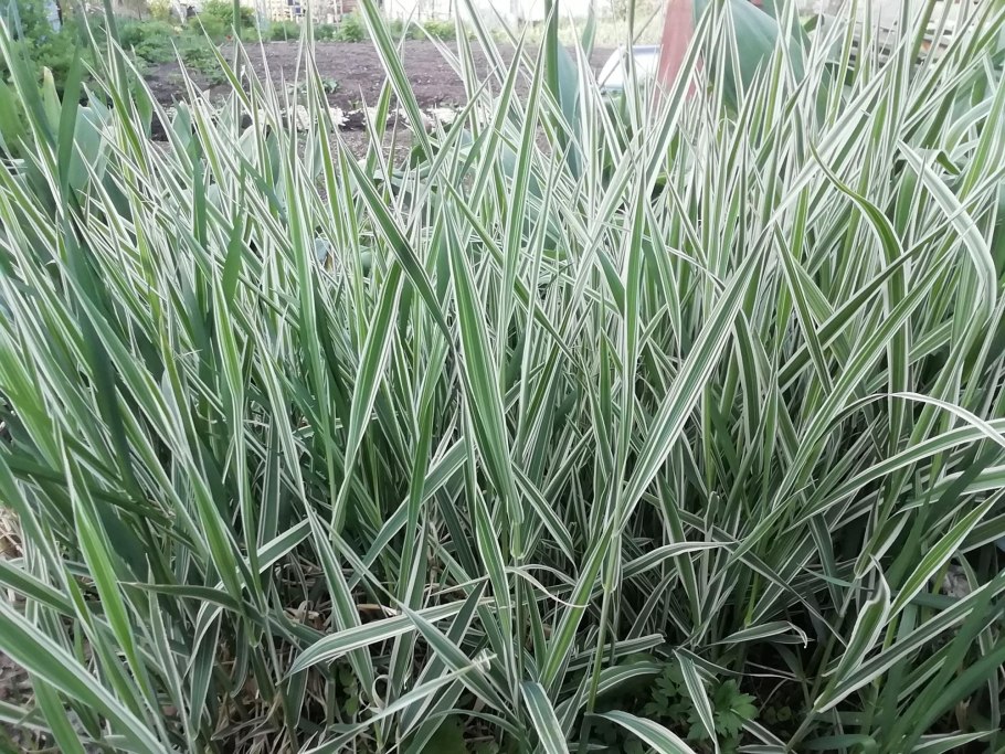 Аллиум гигант