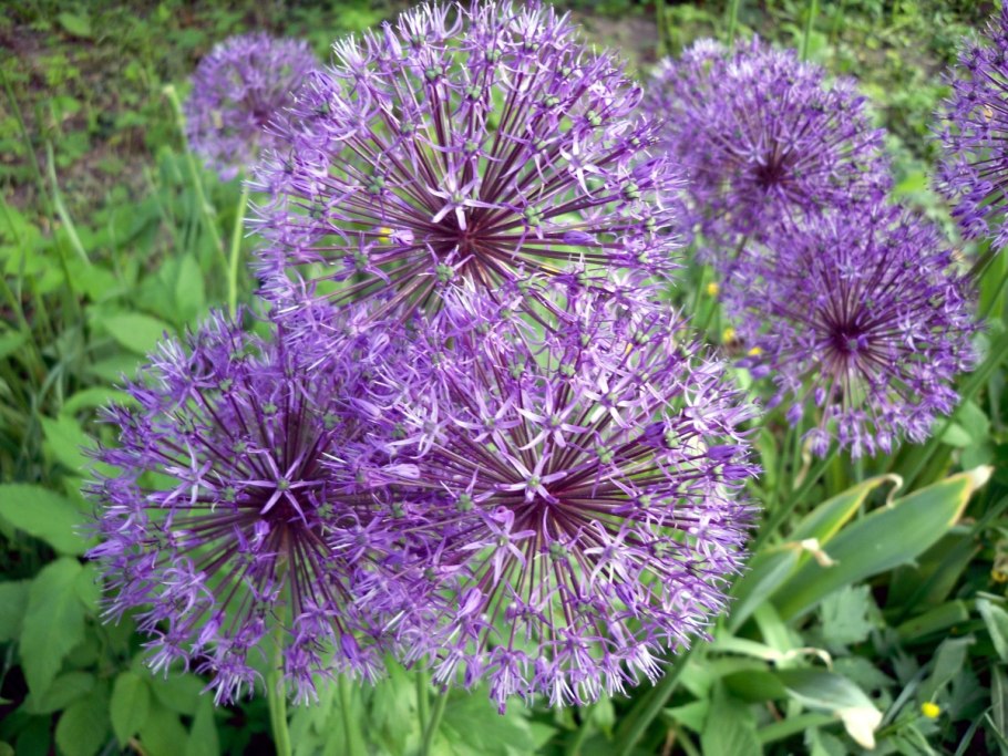 Аллиум rosenbachianum