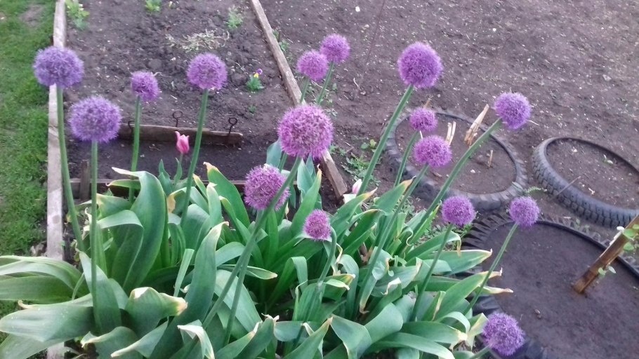 Аллиум Шуберти