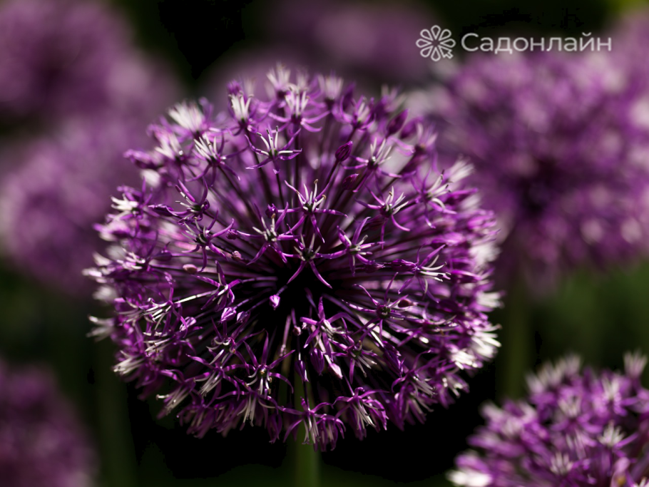 Аллиум rosenbachianum