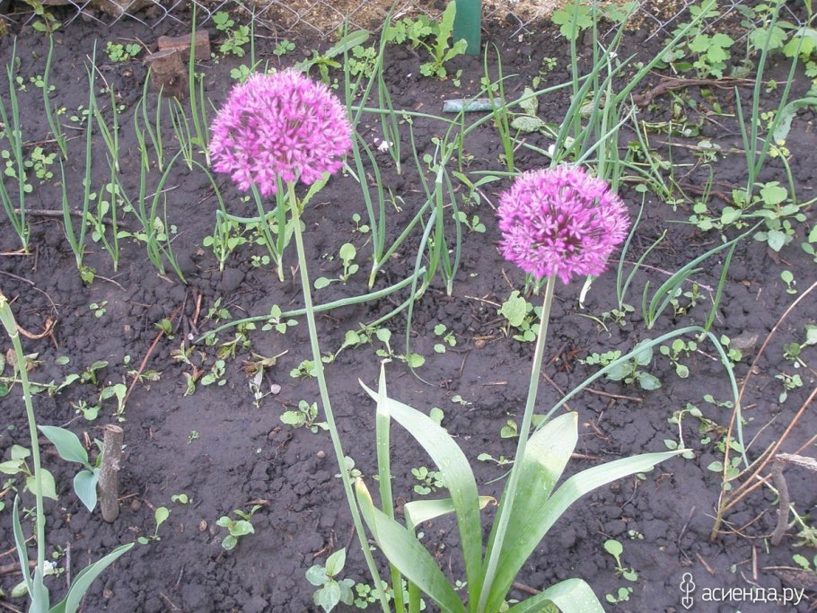 Лук нереидоцветный