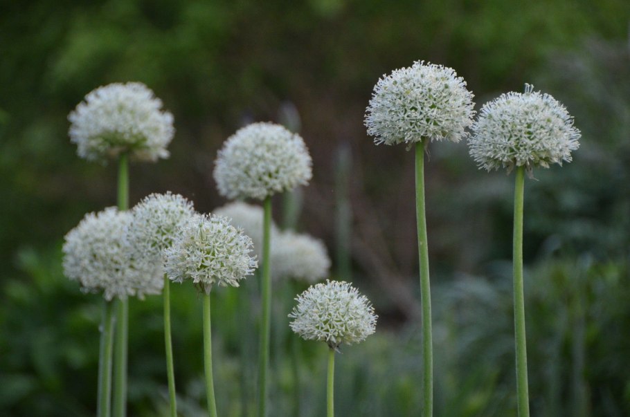 Цветы лук Молли