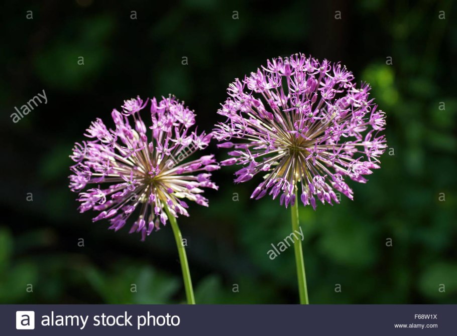 Лук Розенбаха (Allium rosenbachianum)
