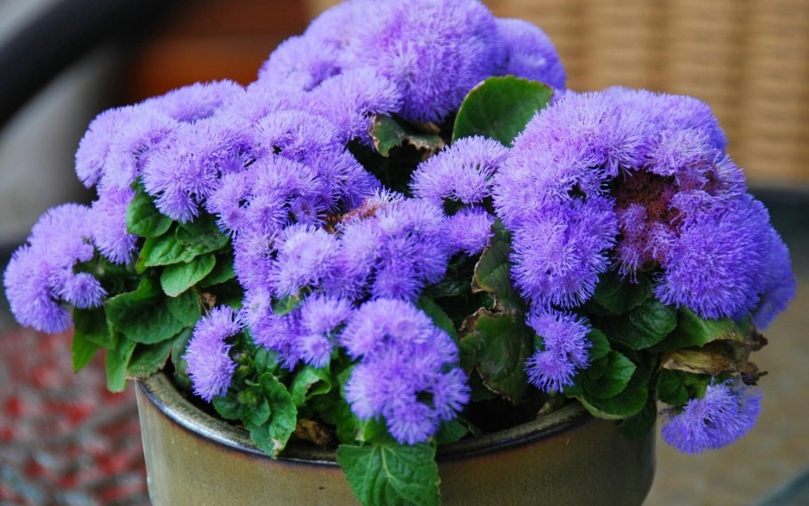 Агератум Хоустона (Ageratum houstonianum)