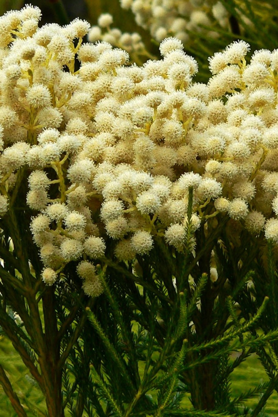 Berzelia lanuginosa
