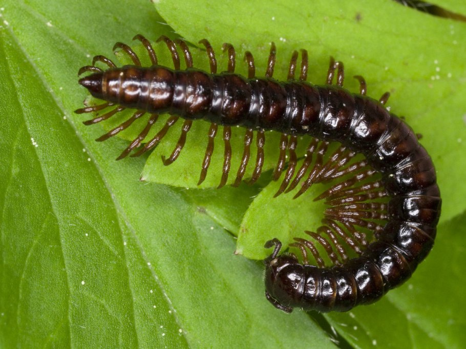 Крымская многоножка мухоловка