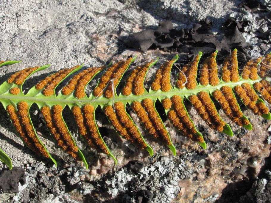 Многоножка Polypodium vulgare