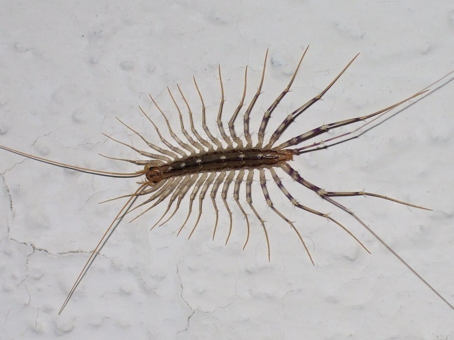 Обыкновенная мухоловка многоножка