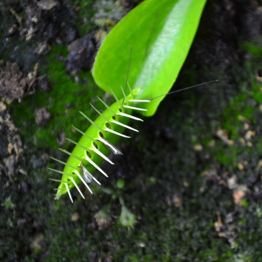 Губоногие многоножки