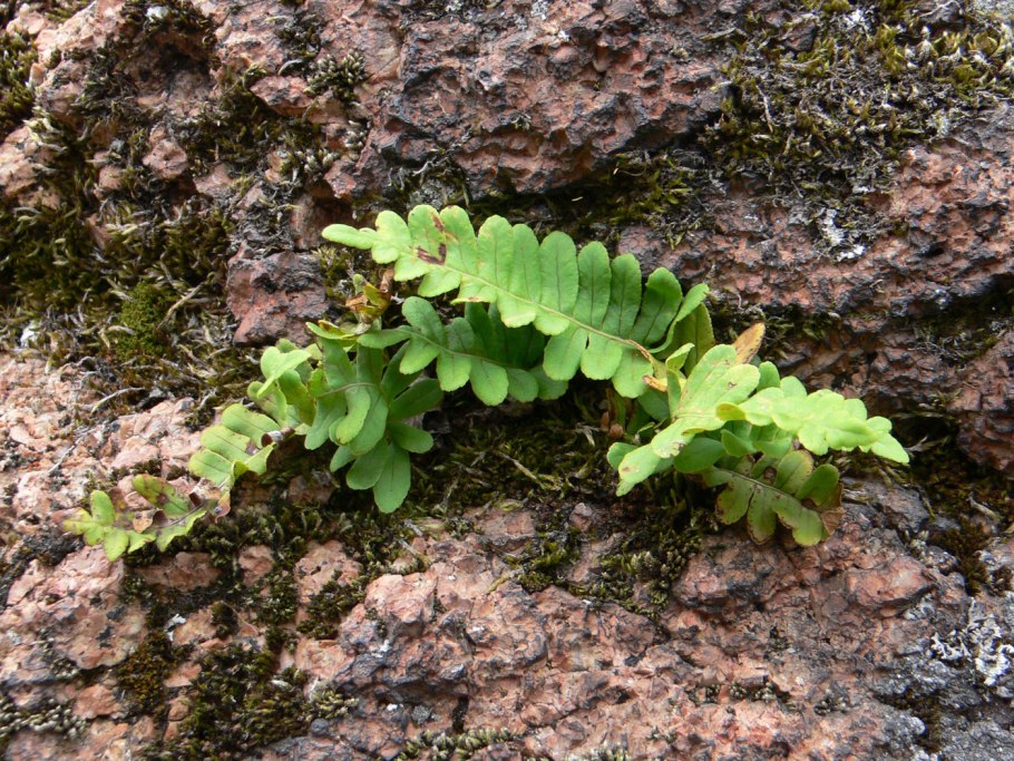 Многоножка обыкновенная Polypodium vulgare