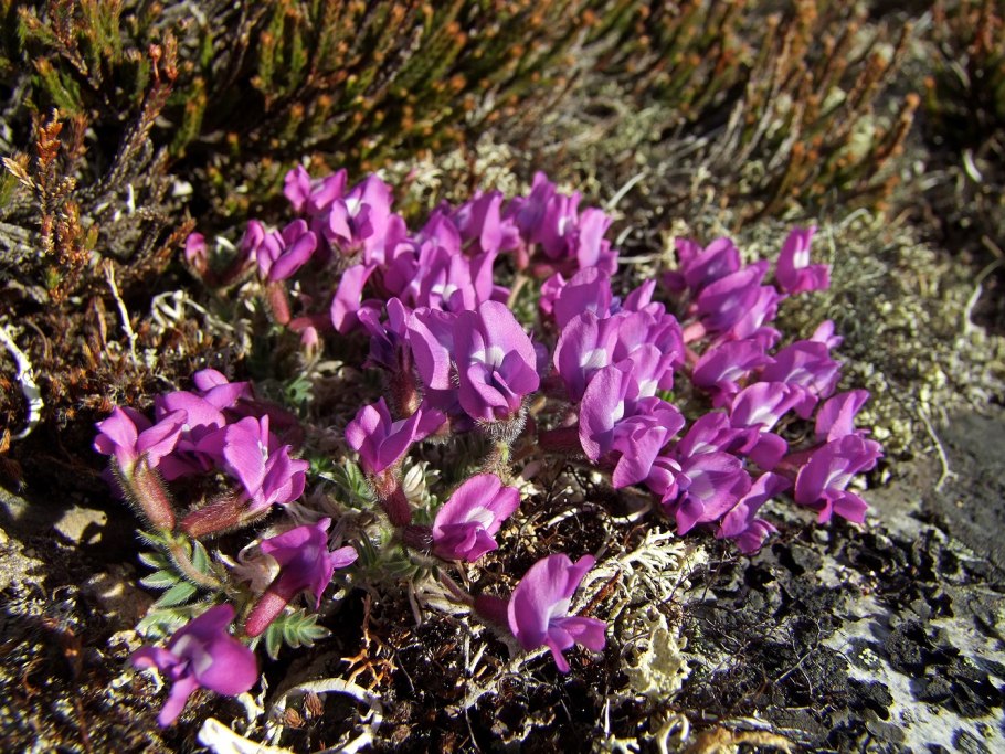 Тимьян ползучий (Thymus serpyllum)
