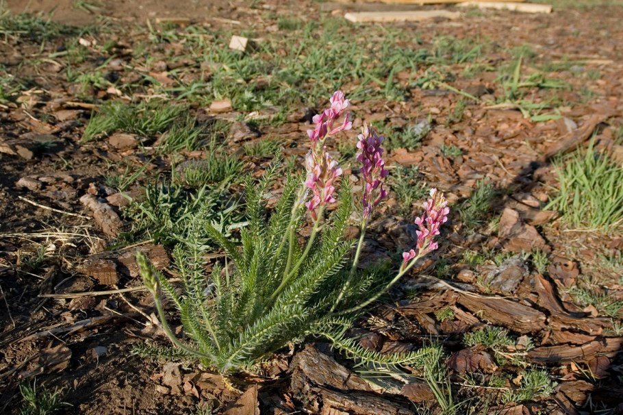 Бобовые Остролодочник