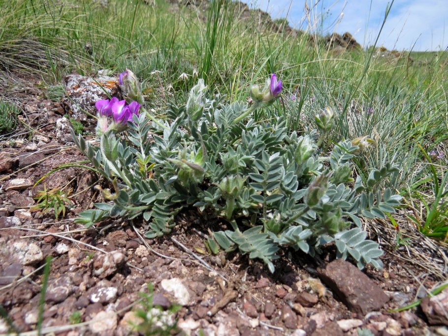 Oxytropis glabra