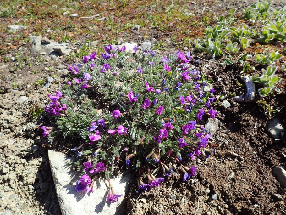 Остролодочник Путоранский