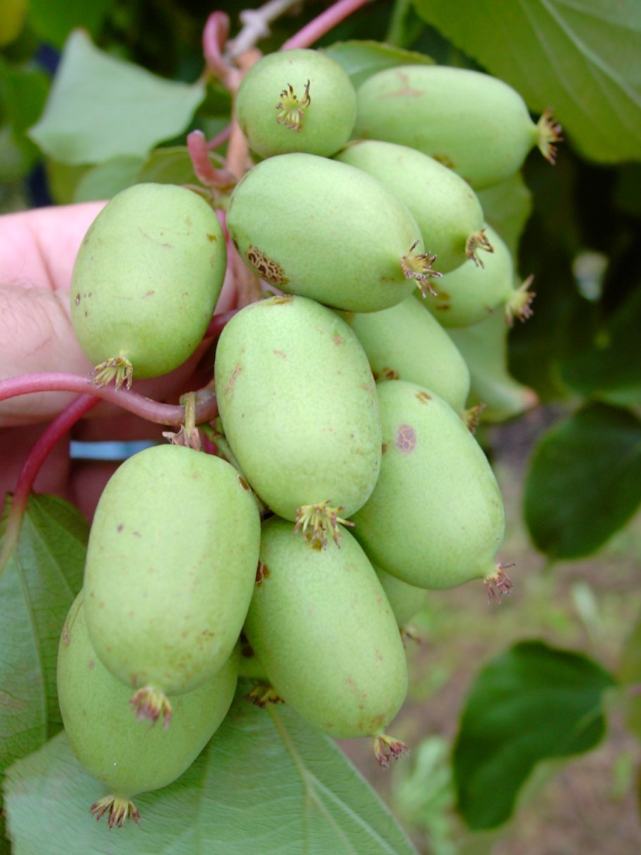 Актинидия аргута джамбо (с2)