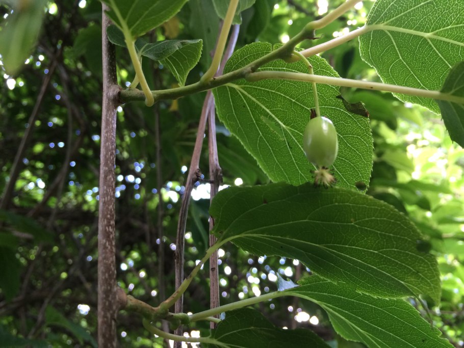 Актинидия аргута Киевская