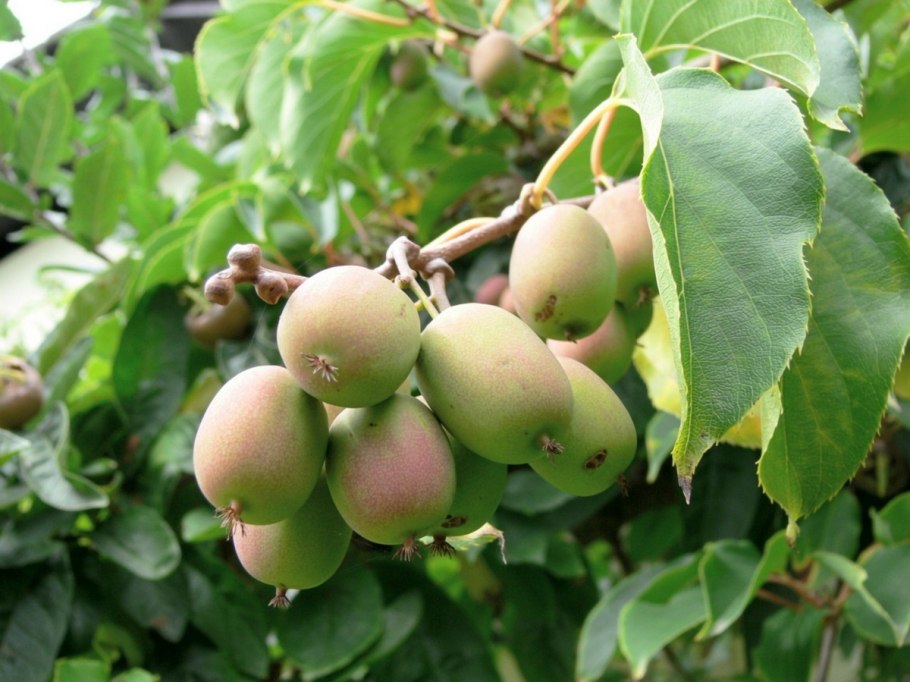 Актинидия аргута великанша