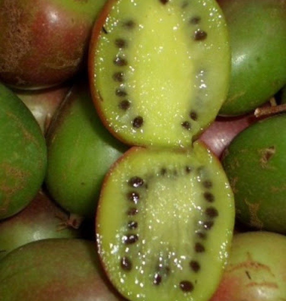 Актинидия Колбасиной