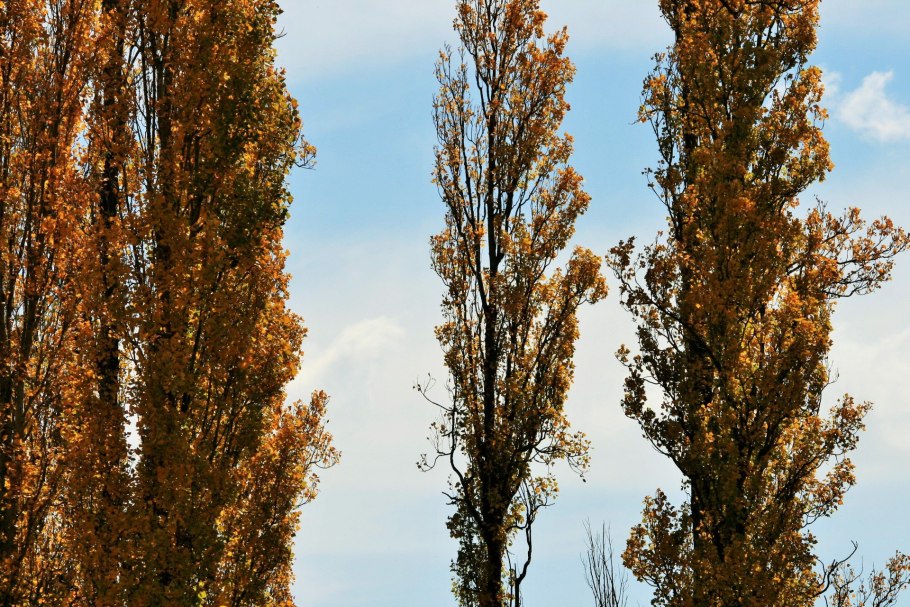 Тополь пирамидальный Populus pyramidalis
