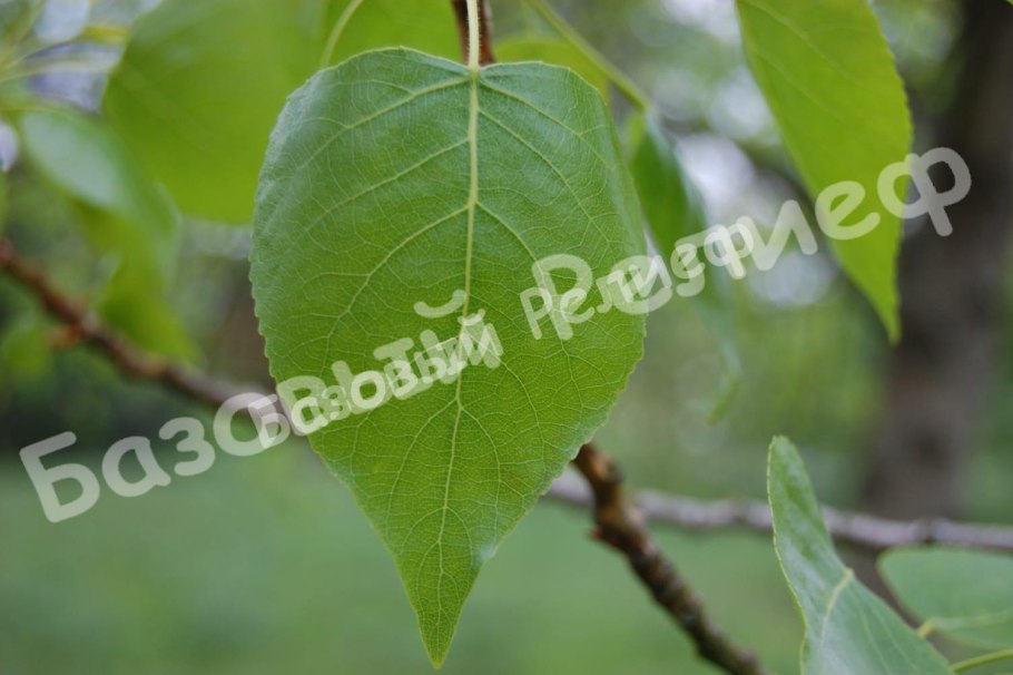 Тополь пирамидальный Populus pyramidalis
