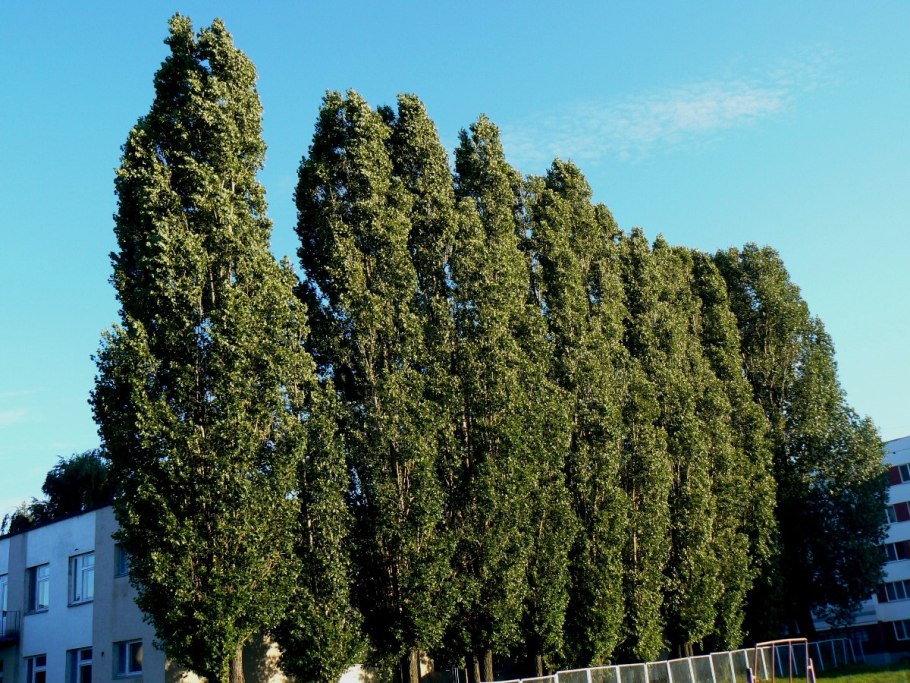 Тополь Самаркандский