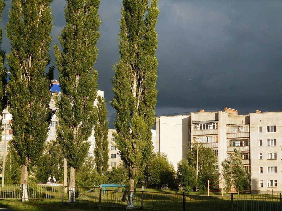 Тополь черный пирамидальный Италика